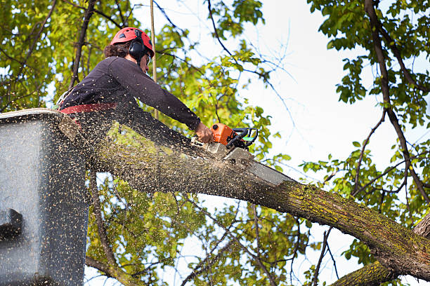 The Steps Involved in Our Tree Care Process in Meadowbrook, VA